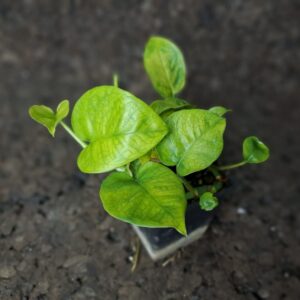 Epipremnum ‘lemon top’