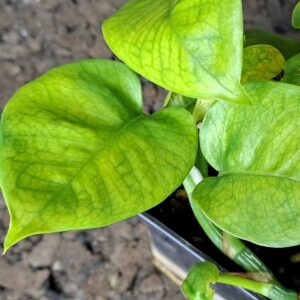 Epipremnum ‘lemon top’