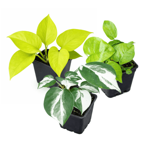 Epipremnum aureum 'Pack x3'