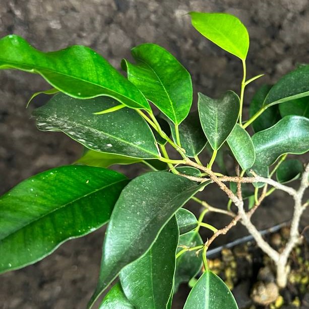 Ficus benjamina - Imagen 2