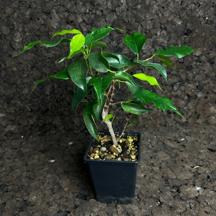 Ficus benjamina