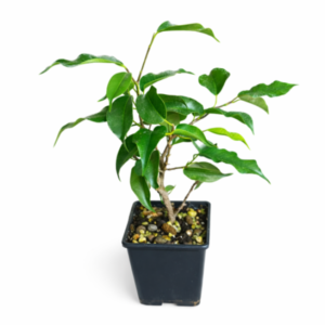 Ficus benjamina