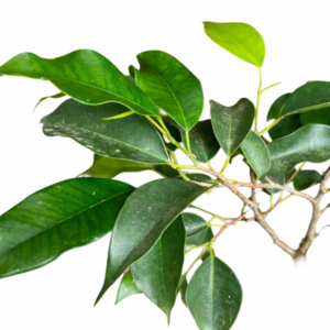 Ficus benjamina