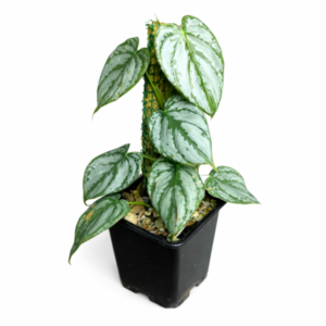Philodendron brandtianum en tutor