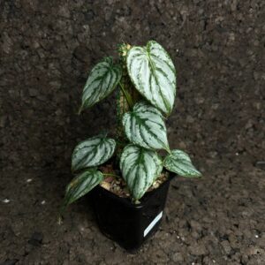 Philodendron brandtianum en tutor