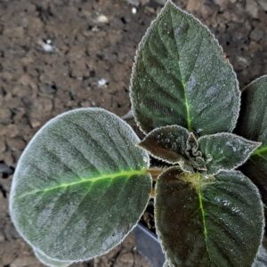 Kohleria amabilis var. bogotensis