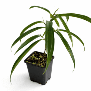 Ficus binnendykii ‘Alii’