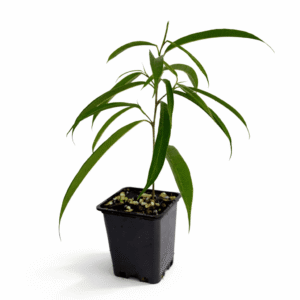 Ficus binnendykii ‘Alii’