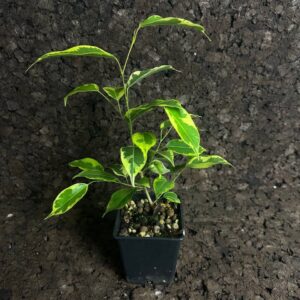 Ficus benjamina variegado