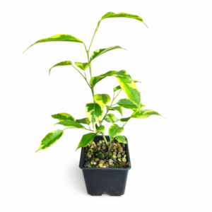 Ficus benjamina variegado