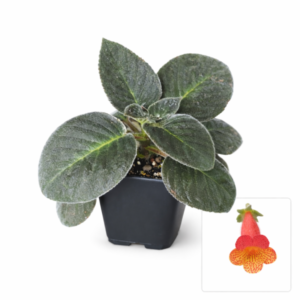 Kohleria amabilis var. bogotensis