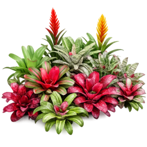 Bromelias