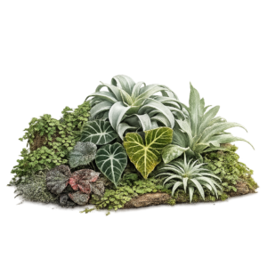 Plantas de Terrario