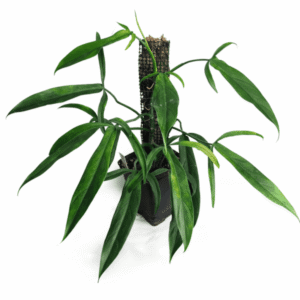 Philodendron anisotomum