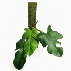 Philodendron squamiferum