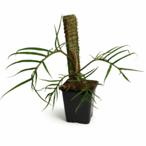 Philodendron tortum