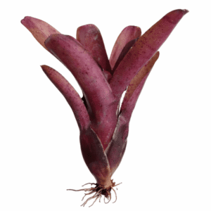 Neoregelia fireball spotted