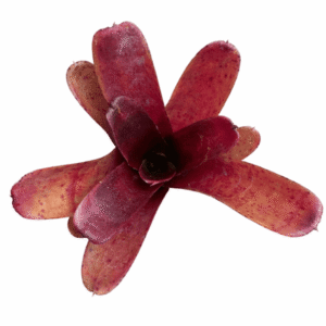 Neoregelia fireball spotted