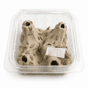 PECECILLO DE PLATA (Thermobia domestica)