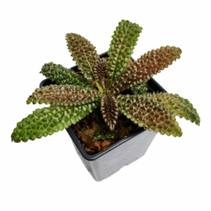 Nautilocalyx pemphidius