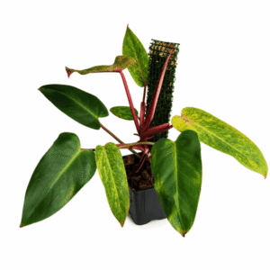 Philodendron ‘Painted Lady’