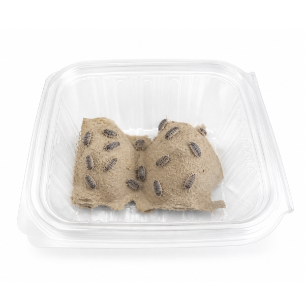 Porcellionides pruinosus "Oreo Crumble" - Imagen 2