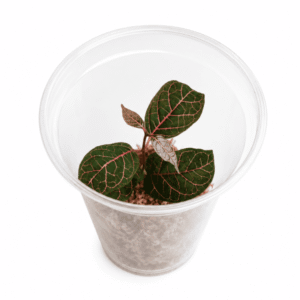 Prestonia quinquangularis