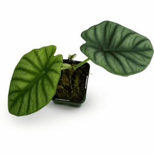 Alocasia nebula