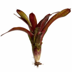 Neoregelia Amazon XL