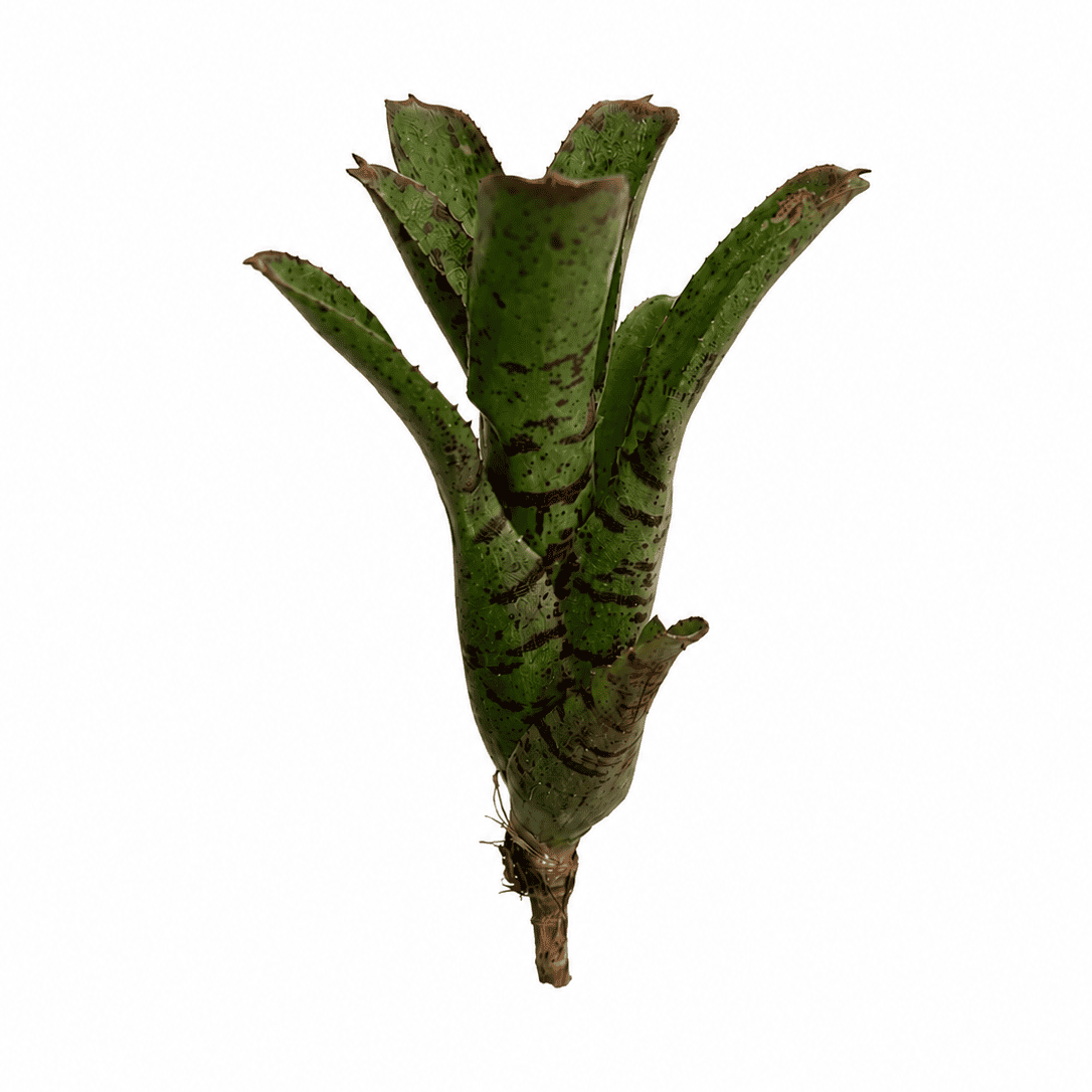 Neoregelia agnes