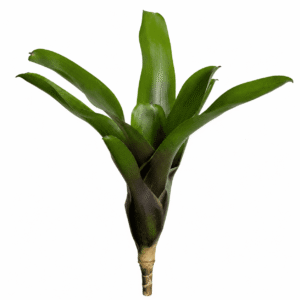 Neoregelia casiopea