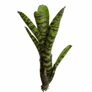 Neoregelia flerida