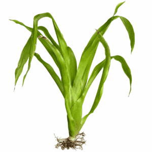 Aechmea racinea