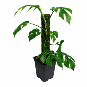 Rhaphidophora tetrasperma