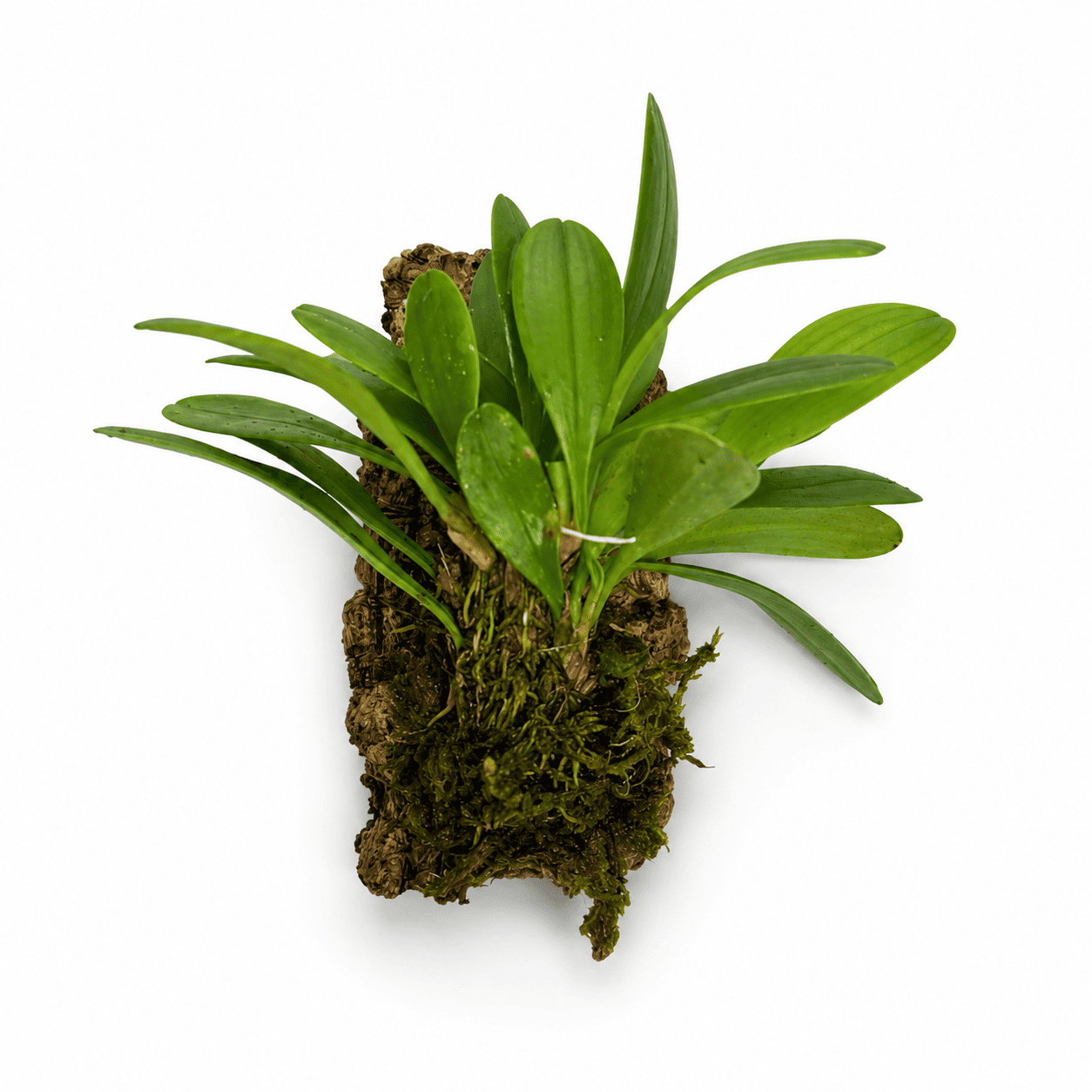 Specklinia tribuloides