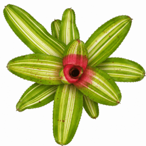 Neoregelia olens variedata
