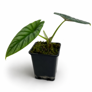 Alocasia nebula