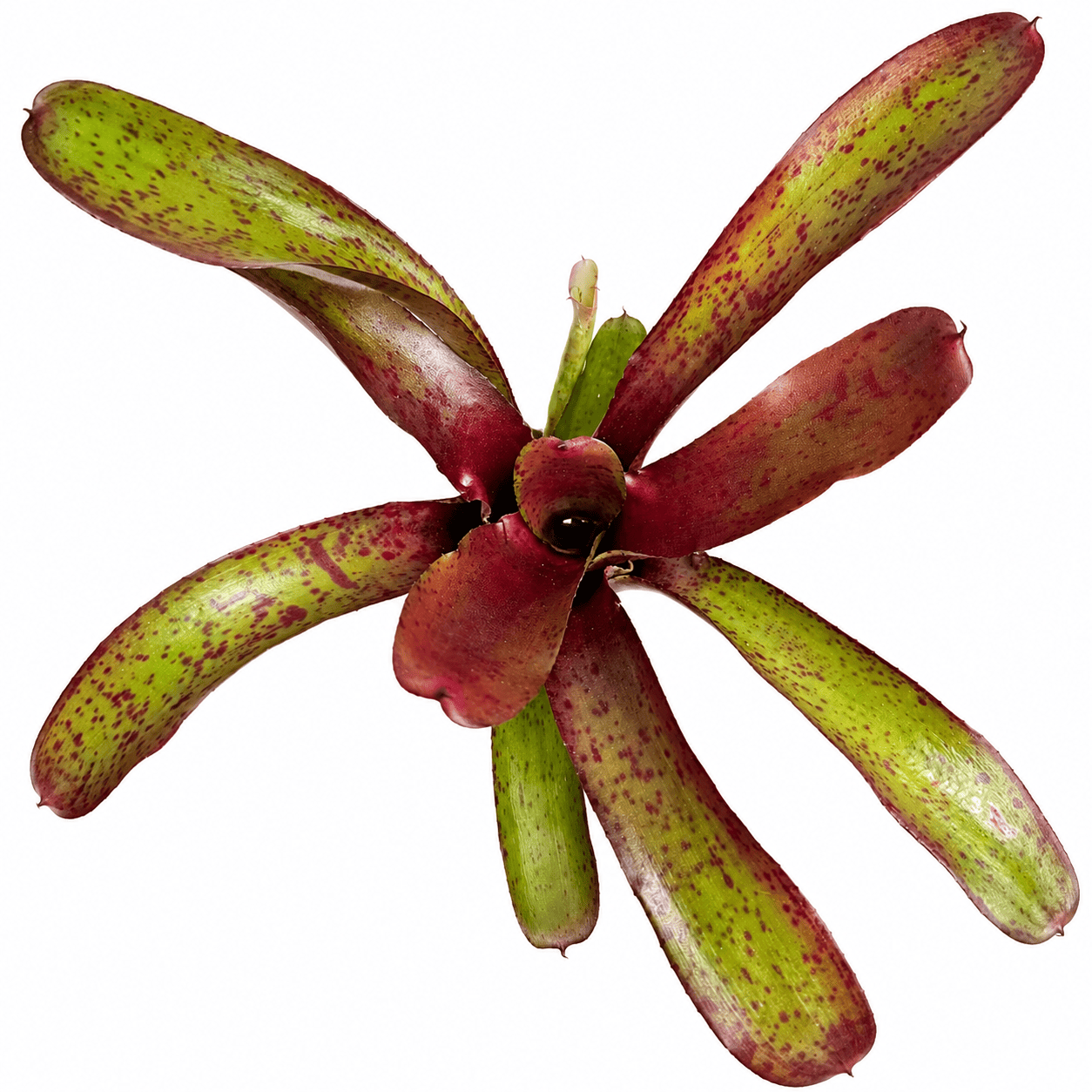 Neoregelia Amazon XL - Imagen 2