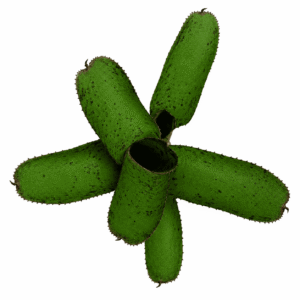 Neoregelia agnes