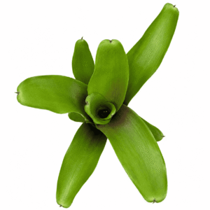 Neoregelia casiopea