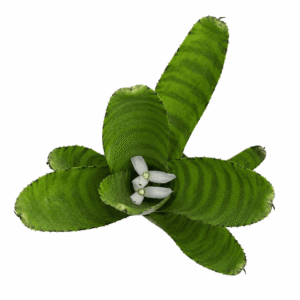 Neoregelia flerida