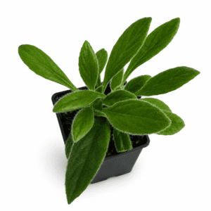 Primulina sp. USBRG 98-083