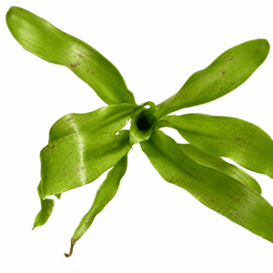 Aechmea racinea