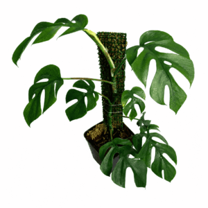 Rhaphidophora tetrasperma