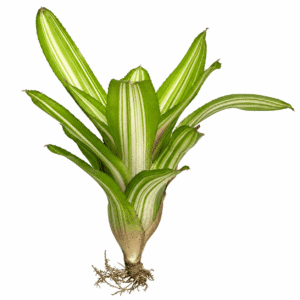 Neoregelia olens variedata