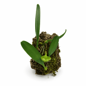 Bulbophyllum sikkimense