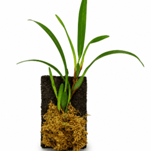 Maxillaria variabilis ‘Brown’