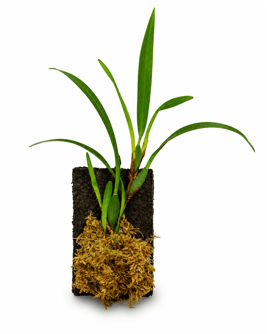 Maxillaria variabilis 'Brown'