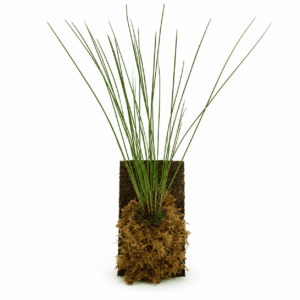 Dendrochilum tenellum