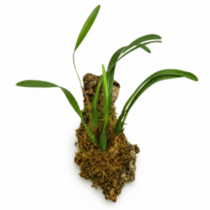 Maxillaria variabilis ‘Yellow’